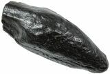 Fossil Sperm Whale (Scaldicetus) Tooth - South Carolina #231876-1